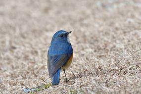 Bird Natural Wild Animals