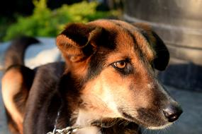 Dog Pet Animal