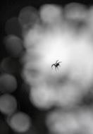 Spider Insect Web