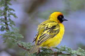 Southern Masked Weaver