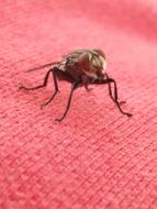 Insect Nature Animal