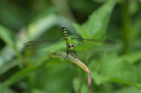 Dragonfly Green Bug