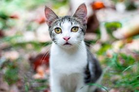 Cat Adorable Feline