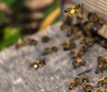 Bee Beehive Insect