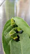 green caterpillars on a leaf