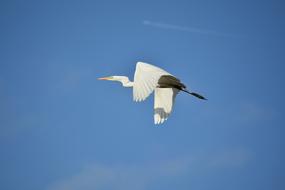 beautiful flying heron in the blue sky