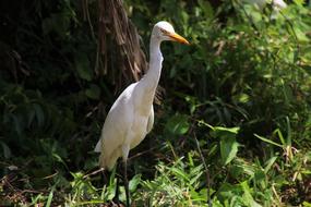 Heron Bird Exotic Sri