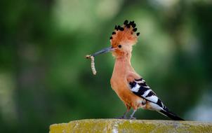 Hoopoe African Bird