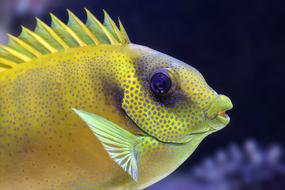 Fish Fin Aquarium