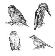bird wildlife engraving etching