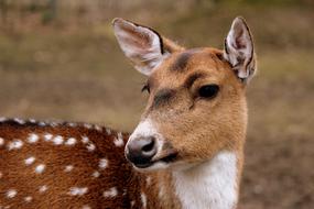 Mammal Animal Nature