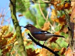Bird Jay Tree