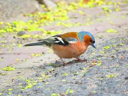 Bird Chaffinch Nature