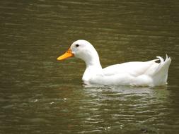 Bird Water Duck