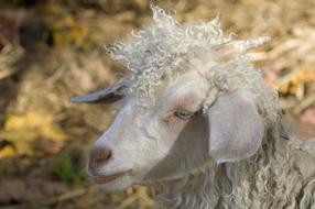 Goat Farm Fall