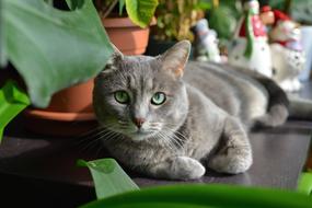 grey Cute Pet Portrait