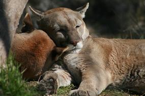 Mammal Wildlife Animal