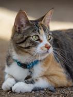 lying cat on the street