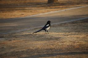 lonely bird on the road