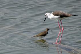 Bird Black-Winged Stilt Common