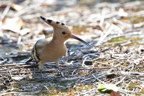 Natural Wild Animals Bird