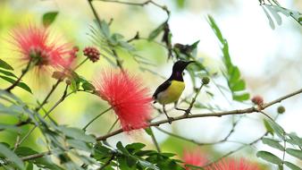 Bird Avian and flowers