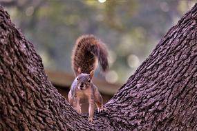 Squirrel Rodent Tree