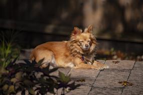 Pet Dog Cute