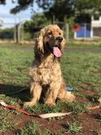 Fluffy beautiful dog on the grass