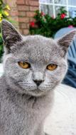 Cat Pets British Shorthair Breed