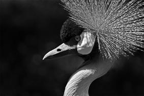Bird Nature Animal