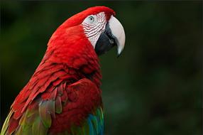 Ara Parrot Bird