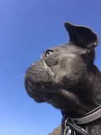 Coco French Bulldog