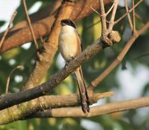 beautiful bird on a branch
