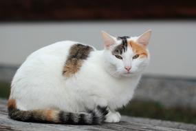 Cat Animals Kitten macro blur
