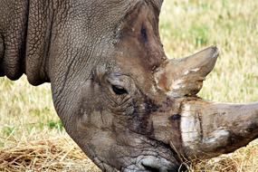 Rhino Zoo
