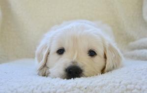 Puppy Golden Retriever Dog
