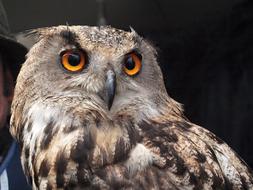 owl with big eyes