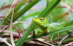 green lizard in the grass