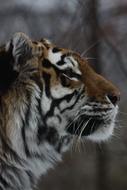 Animal World Cat Big