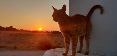 Abendstimmung Cat