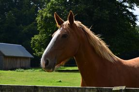 farm horse photo