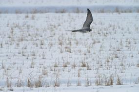 bird flying over a snowy field