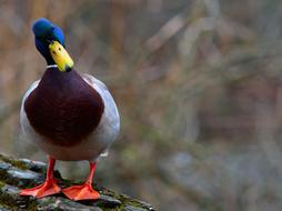 Bird Water Goose