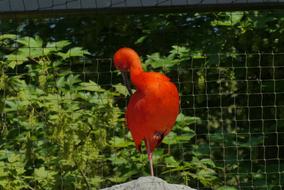 Red Ibis Bird Zoo