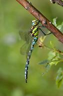 Insect Genuine Jewelers Natural