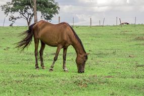 Animal Horse Field