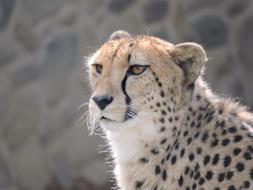 Wildlife Mammal Cat