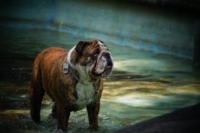 Mammal Animal Nature Body Of