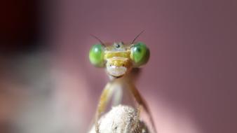 Insect Nature Wildlife